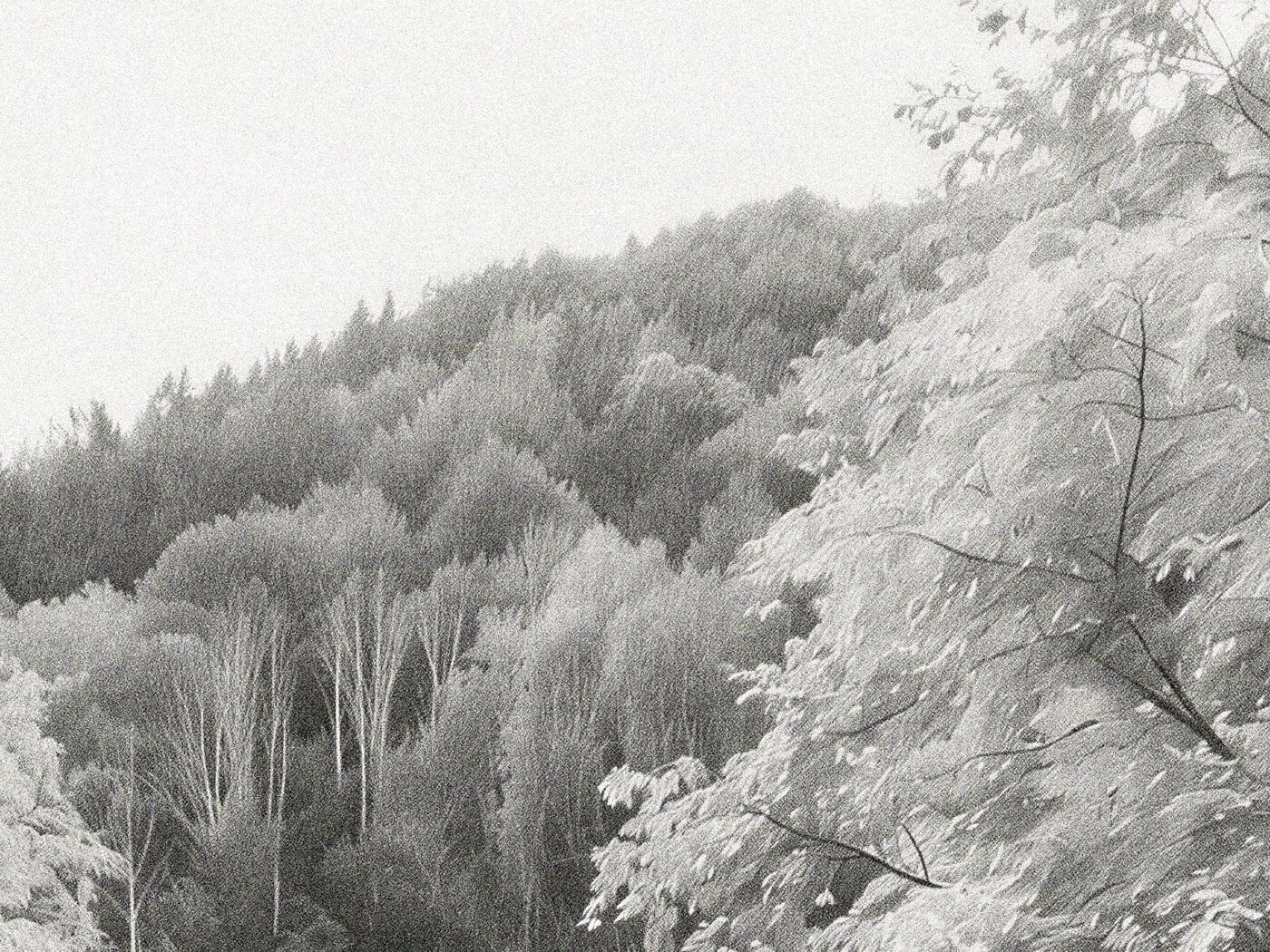 The wooded hillside behind the house, drawn as a soft grain of individual leaves